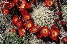 Top things to do in zion national park. Cacti Desert Succulents Zion National Park U S National Park Service