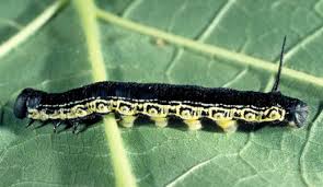 Black Caterpillar Identification Guide Owlcation