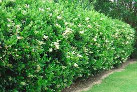 Wax Leaf Ligustrum Common Evergreen Shrub With Oval Dark Green Glossy Leaves Often Used As A Hedge Or Screen With Heavily Fra Idees Jardin Jardins Arbuste