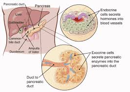 Image result for pancreas)
