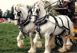 Shire Horses Clydesdale Horses Horses Horse Breeds