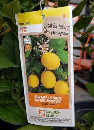 Here are some quick facts about this special kind of tree. Where Should You Buy A Fruit Tree Greg Alder S Yard Posts Southern California Food Gardening