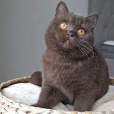 Image result for British shorthair