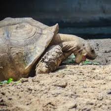 Image result for Grewia sulcata