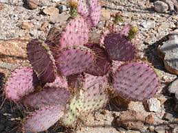 The yellow flowers bloom in spring. Opuntia Gosseliniana Wikipedia