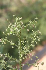 Image result for Laggera