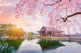 1.the national cherry blossom festival is held from late march and early april in washington, d.c. When And Where To Enjoy Cherry Blossoms In South Korea This Season Wego Travel Blog