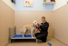 Check spelling or type a new query. Luxury Dog Boarding Dog Boarding Near Me K9 Resorts