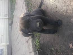 Akc 3 beautiful male chocolate lab puppies. Chocolate Lab Pups Pets And Animals For Sale North Carolina