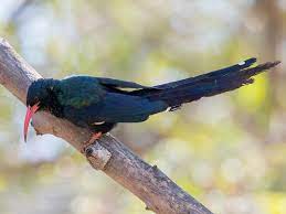 Most birds are known for their unique size and colors. Zeleni Sumski Pupavac Ebird