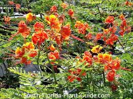 The royal poinciana tree width is the same as height which is is 20 to 30 feet. Dwarf Poinciana Tree