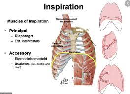 On the exhale, allow your stomach to fall first, then your diaphragm, then your lungs and finally your chest. What Would Happen If A Diaphragm Does Not Work Quora