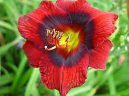 The bright red daylily with two toned blue eyespots pictured on this 1 round glass pendant is called velvet eyes, the image was made from a reproduction of my original artwork, a great way to show your love of these beautiful flowers by wearing art around your neck, matching earrings are also,get the best choice,authenticity guaranteed,discount special sell store,discover tens of thousands of. Photo Of The Bloom Of Daylily Hemerocallis Velvet Eyes Posted By Calif Sue Garden Org