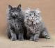 Welcome to Skye Blue Siberians, breeders of sweet Siberian ...