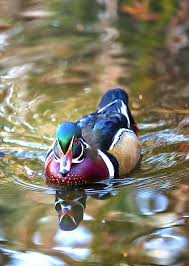 Incoming Woody By Bill Tiepelman Bird Repellents Animals Beautiful Wood Ducks