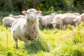 100 Grass Fed Lamb Mutton Direct From Our Farm Farm2fork