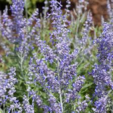 Image result for Perovskia atriplicifolia lacey blue lisslitt photo
