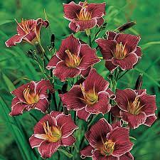 This little flower puts out a big show for me. Daylily Little Missy Daylilies A Z Roots Rhizomes