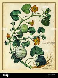 Image result for Cucurbitaceae