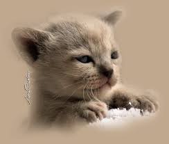 Animated Gif Animals Animated Animals Animated Gif Animated Gifs Animated Graphics Cute Animated Animals Animals Cute Animals