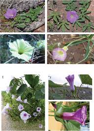 Image result for Ipomoea intrapilosa