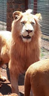 Bcr Salsa Big Cat Rescue White Lion Cat Rescue Animals Wild