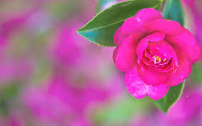Pink wallpapers free download desktop. Free Download Pretty Pink Desktop Backgrounds Hd Wallpapers 1280x800 For Your Desktop Mobile Tablet Explore 49 Pretty Pink Wallpaper For Desktop Pink Wallpaper Pink Backgrounds Wallpaper Pink Laptop Wallpapers