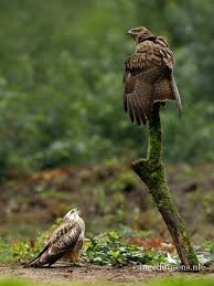 Controleer 'buizerd' vertalingen naar het engels. Twee Buizerds En De Blonde Wil Ook Een Hapje Vogels Nederland