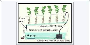 Shows The Nutrient Film Technique Nft Water Culture Or Deep Water Download Scientific Diagram