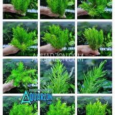 Image result for Pogostemon aquaticus
