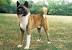 Long Coat Akita