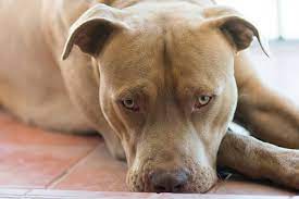 Difficulty eating if a tumor affects the. Signs Of Bone Cancer In Dogs Memphis Veterinary Specialists Emergency In Cordova