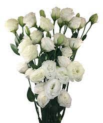 Flor Lisianthus Lisianto Vivantus Flores