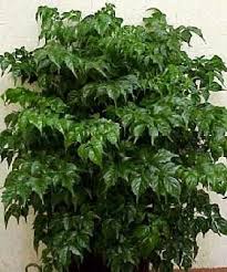 This plant is insanely easy to care for, making it perfect for beginners. China Doll Totally Free Tropical House Plants China Dolls Live Plants