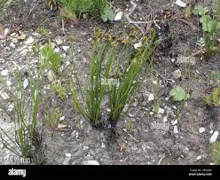 Image result for Schizaea pectinata