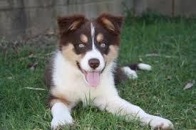Border Collie Black And Brown Dogs Chocolate Tricolor Border Collies Collie Puppies Border Collie Puppies Border Collie Colors
