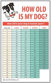 How Old Is My Dog In Human Years Dog Age Chart Dog Ages Dog Age Chart Dogs