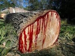 Image result for Pterocarpus rotundifolius