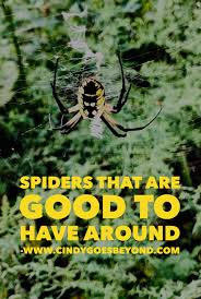 Some mites cannibalize their own kind, but most prefer plant juices and will pierce most houseplants will do better at 65° f (18° c) than they will at 75° f (24° c) and you'll save fuel. Spiders That Are Good To Have Around Cindy Goes Beyond
