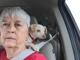 Teaka is still looking for her special furever home 🙏💕 She is blind and  deaf but so incredibly smart! She loves to be with people and gets along  with dogs and cats.