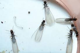 Post office in hickory, north carolina on government ave sw ste 99. Extermination Services In Sparta Nc