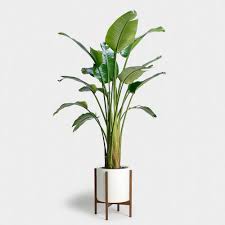 Bird Of Paradise Indoor Care Bird Of Paradise Plant 14 Birds Of Paradise Plant Paradise Plant Plants
