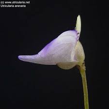 Image result for Utricularia arenaria