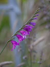 Image result for Gladiolus nyasicus