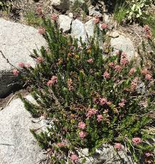 Image result for Phyllodoce breweri