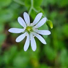 Image result for Stellaria