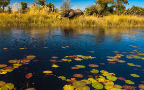 This tentalow features a restaurant, an outdoor pool, and a bar/lounge. Botswana Safari Lodges Und Camps Fur Fantastische Reisen In Afrika Knecht Reisen