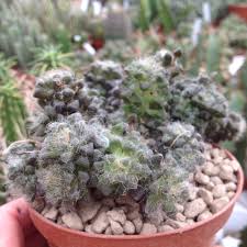 Image result for Anacampseros