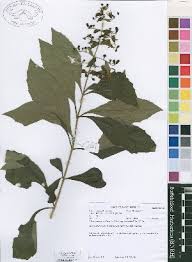 Image result for Rotheca luembensis