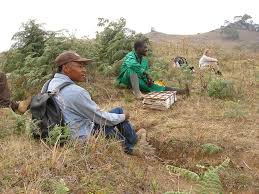 Image result for Deinbollia sp. A